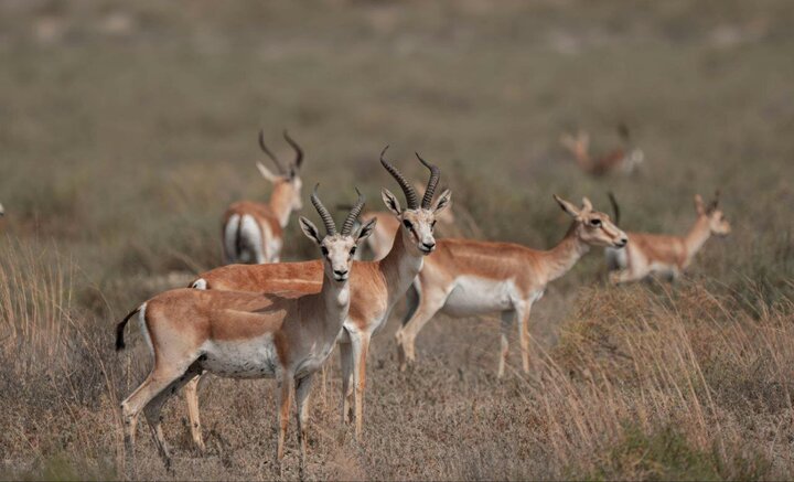 Gazelle breeding site