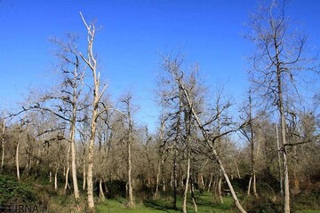 ضرورت تدوین برنامه مدیریتی مقابله با آفات گیاهی