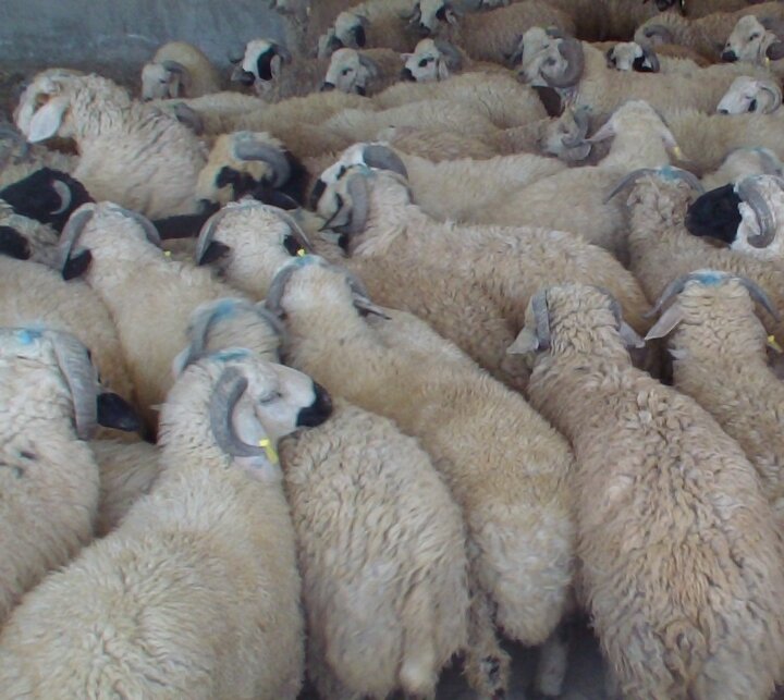 توقیف ۱۱۸ راس احشام سبک قاچاق در مرز بانه توقیف ۱۱۸ راس احشام سبک قاچاق در مرز بانه