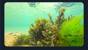 اله بخش: رسیدن به درآمد پایدار با ۲۵۰ میلیون‌تومان سرمایه اولیه