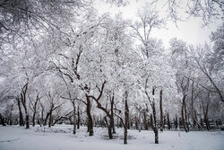 ورود سامانه بارشی جدید از امشب؛ کاهش ۷ درجه‌ای دما در پایتخت