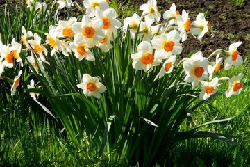 برگزاری هشتمین جشنواره گل نرگس کازرون