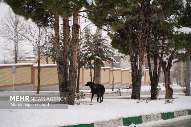 Snowfall blankets Dena town
