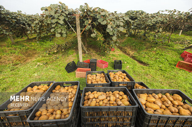Over 40k tons of citrus exported from Mazandaran prov.