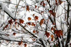 بارش اولین برف زمستانی در نیشابور