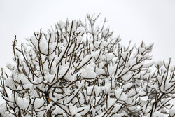 بارش برف در لنگرود