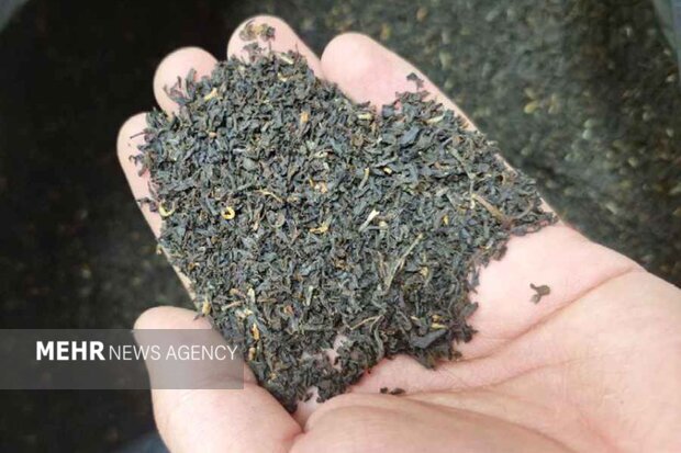 تصدير 11 ألف طن من الشاي الإيراني إلى دول أوراسيا