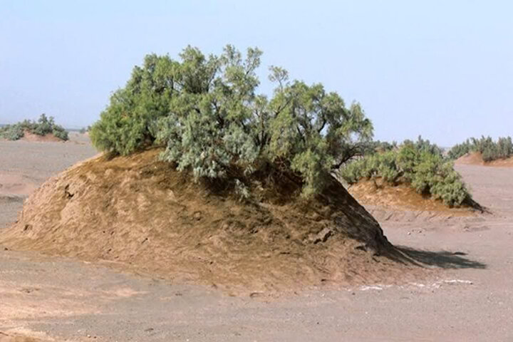 نبکاهای آب شیرین کاشان به ثبت ملی رسید نبکاهای آب شیرین کاشان به ثبت ملی رسید