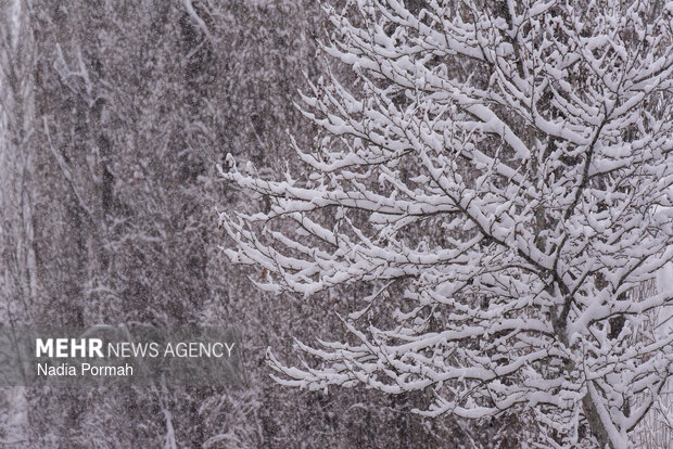 بارش برف در چالوس