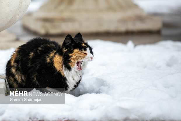 روز برفی تهران