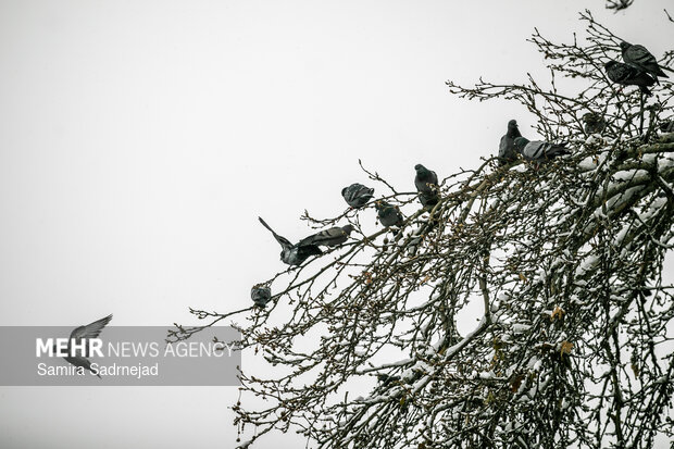 Snowy day in Tehran
