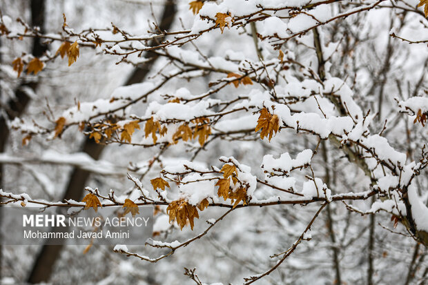 بارش برف در قزوین