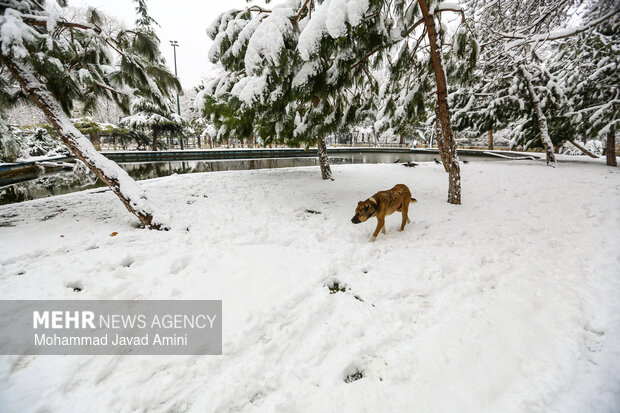 بارش برف در قزوین