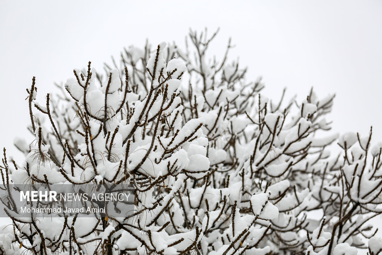بارش برف در لنگرود بارش برف در لنگرود