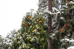 رحمان نیا: ورود سامانه بارشی به زنجان؛ هشدار سطح زرد صادر شد