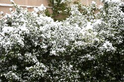 بارش برف در خرم‌آباد؛ استمرار بارش‌ها تا غروب یکشنبه