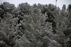 بارش نخستین برف زمستانی در بهاباد