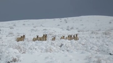 گورخرهای پارک ملی توران در یک روز برفی