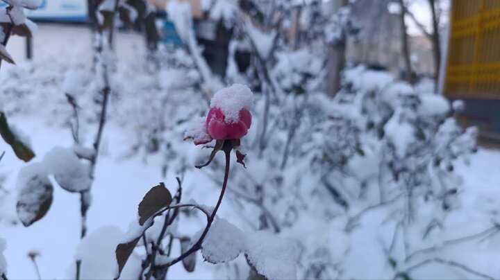 ارتفاع ۱۵۰ سانتیمتری برف در «تمل رامسر» ارتفاع ۱۵۰ سانتیمتری برف در «تمل رامسر»