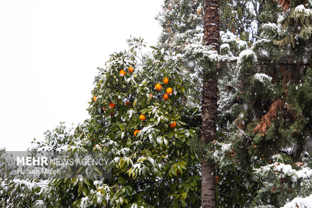 بارش اولین برف زمستانی در گرگان