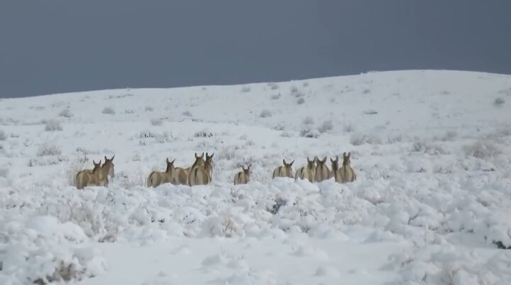 گورخرهای پارک ملی توران در یک روز برفی گورخرهای پارک ملی توران در یک روز برفی