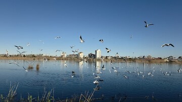 زمستان‌ گذرانی حدود ۱۵ هزار پرنده مهاجر در تالاب بوجاق کیاشهر