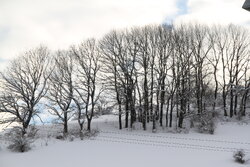 حریر سفید برف بر تن «حیران»