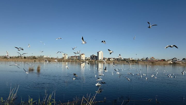 زمستان‌ گذرانی حدود ۱۵ هزار پرنده مهاجر در تالاب بوجاق کیاشهر