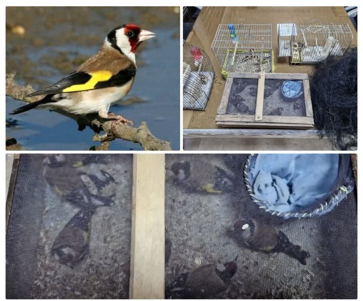 دستگیری صیادان غیرمجاز سهره طلایی در بناب دستگیری صیادان غیرمجاز سهره طلایی در بناب