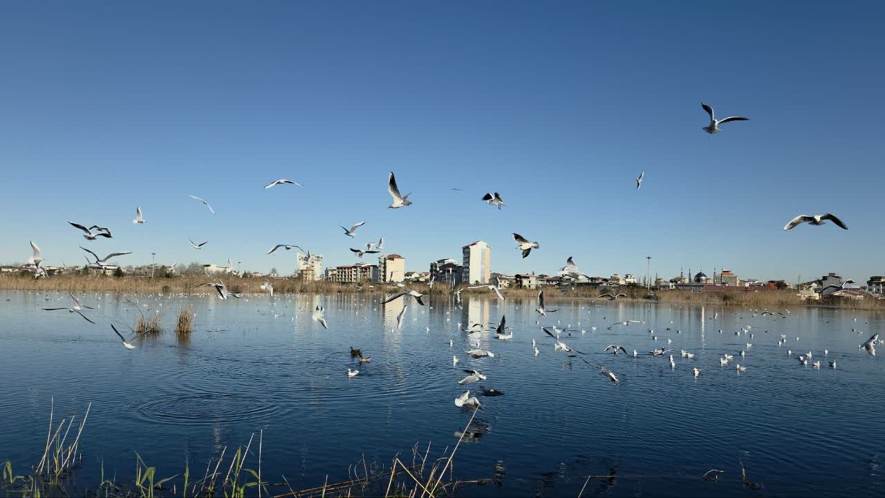 زمستان گذرانی حدود ۱۵ هزار پرنده مهاجر در تالاب بوجاق کیاشهر زمستان گذرانی حدود ۱۵ هزار پرنده مهاجر در تالاب بوجاق کیاشهر