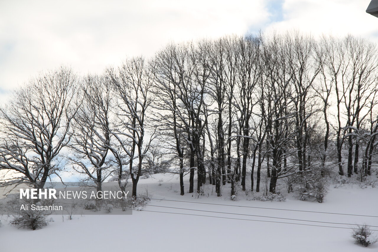 حریر سفید برف بر تن «حیران»
