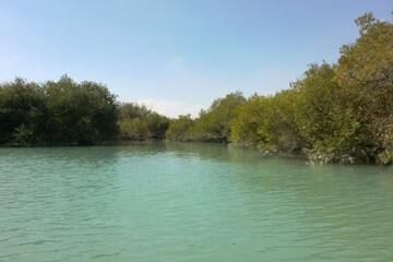 ۱۲ هزار هکتار عرصه‌ ساحلی برای کاشت نهال حرا در بوشهر شناسایی شد