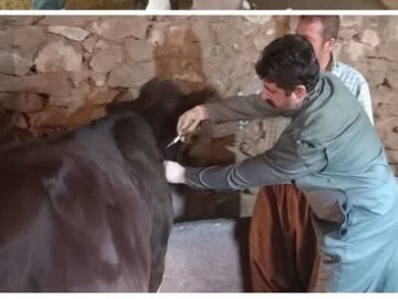 آغاز واﮐﺴﯿﻨﺎﺳﯿﻮن نوبت دوم ﺗﺐ ﺑﺮﻓﮑﯽ در شهرستان سقز 