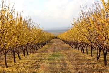 توسعه باغات کم‌آب‌بر راهبرد اصلی باغداری کرمانشاه است