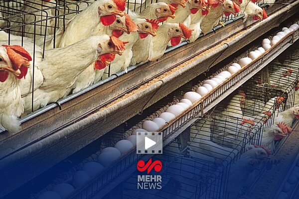 روند افزایشی تولید مرغ و تخم مرغ، گوشت قرمز و شیر روند افزایشی تولید مرغ و تخم مرغ، گوشت قرمز و شیر