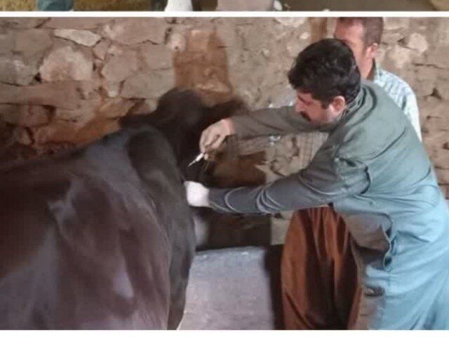 آغاز واﮐﺴﯿﻨﺎﺳﯿﻮن نوبت دوم ﺗﺐ ﺑﺮﻓﮑﯽ در شهرستان سقز آغاز واﮐﺴﯿﻨﺎﺳﯿﻮن نوبت دوم ﺗﺐ ﺑﺮﻓﮑﯽ در شهرستان سقز