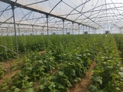 دشتی؛ قطب تولید و امنیت غذایی استان بوشهر