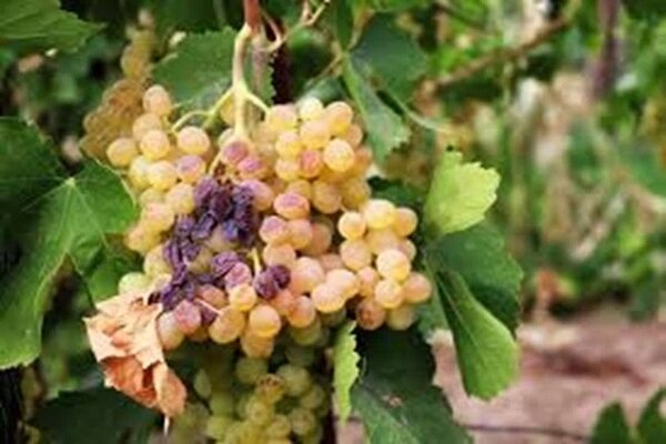 همدان... أرض الكروم الذهبية بإنتاج عنب يفوق المتوسط العالمي