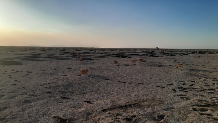 بیابانزدایی در ۷۵۰ هکتار از دشت سجزی اصفهان آغاز شد