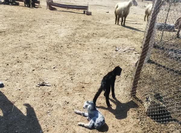 دشتی؛ قطب تولید و امنیت غذایی استان بوشهر