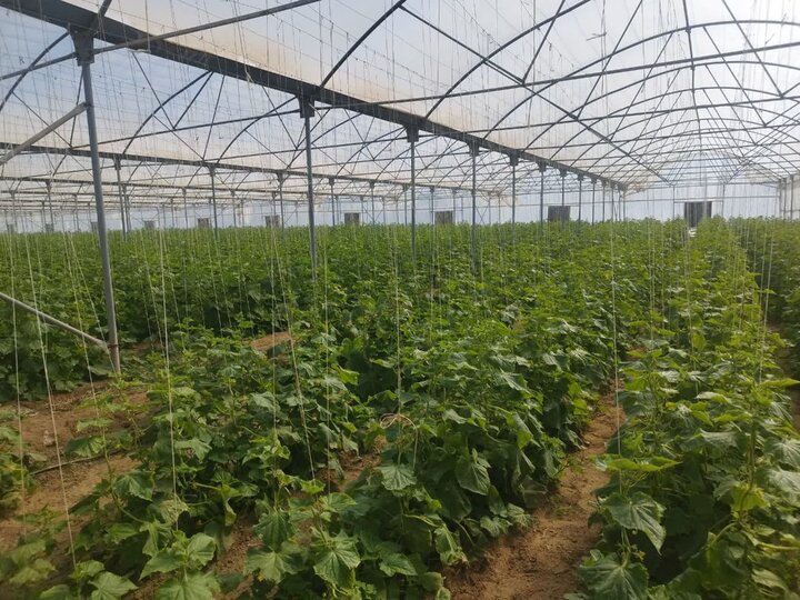 دشتی؛ قطب تولید و امنیت غذایی استان بوشهر