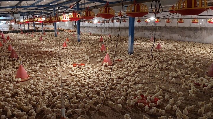 دشتی؛ قطب تولید و امنیت غذایی استان بوشهر