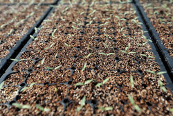 تفاهم‌نامه سه‌جانبه ساماندهی تولید، عرضه و تکمیل زنجیره نهال امضا شد