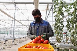 رشد ۵۰۰ درصدی تولیدات کشاورزی ایران در چهار دهه گذشته