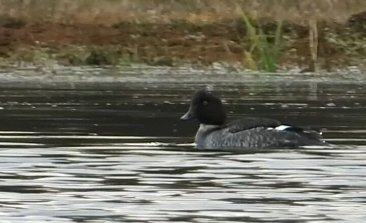 مشاهده پرنده کمیاب اردک چشم طلایی در تالاب جوکندان