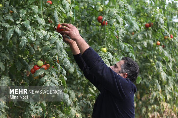 بازدید اصحاب رسانه از پروژه‌های کشاورزی و نیروگاهی در آذرشهر و بناب