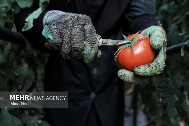 بازدید اصحاب رسانه از پروژه‌های کشاورزی و نیروگاهی در آذرشهر و بناب