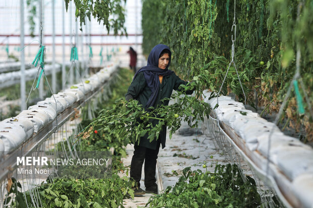 بازدید اصحاب رسانه از پروژه‌های کشاورزی و نیروگاهی در آذرشهر و بناب