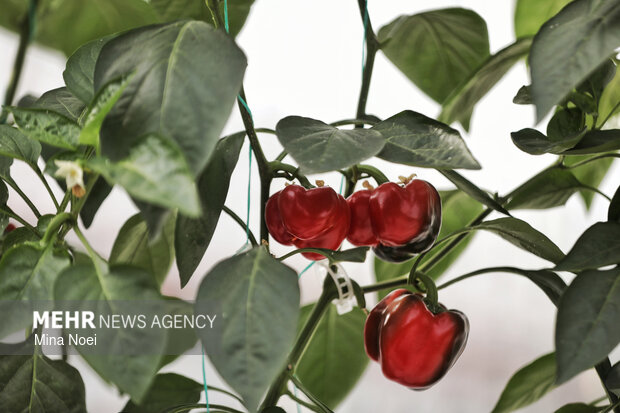 بازدید اصحاب رسانه از پروژه‌های کشاورزی و نیروگاهی در آذرشهر و بناب