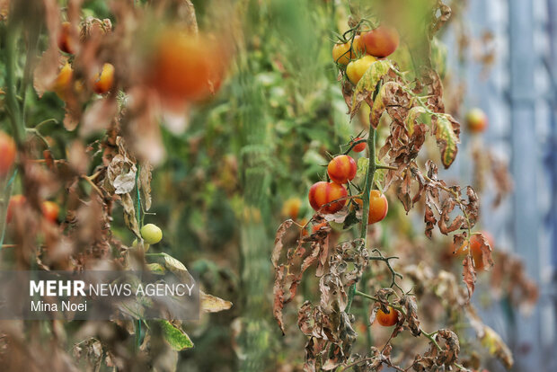 بازدید اصحاب رسانه از پروژه‌های کشاورزی و نیروگاهی در آذرشهر و بناب